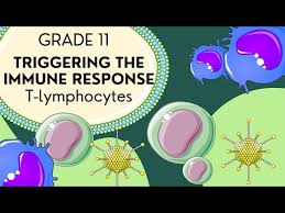 Image result for T-Lymphocyte