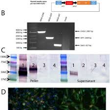 Image result for Fadogia tetraquetra