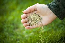 Overseeding Lawn How To Plant Grass Seed On Existing Lawn Planting Grass Planting Grass Seed Best Grass Seed