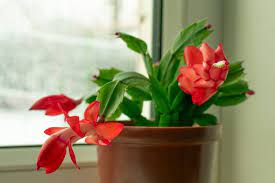 Christmas cacti produce flowers in a cool environment with a short day cycle. Why Is My Christmas Cactus Turning Red And What To Do About It The Practical Planter