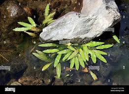 Image result for Potamogeton nodosus