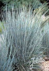 Image result for Enneapogon scoparius