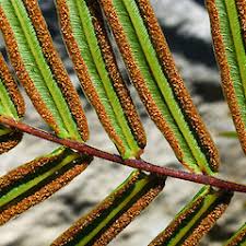 Image result for Pteris