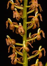 Image result for Liparis nervosa