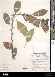 Image result for Synsepalum cerasiferum