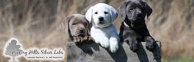 Silver lab puppies for sale in indiana. Hickory Hills Silver Labs Washington Indiana