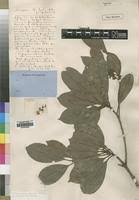 Image result for Manilkara obovata