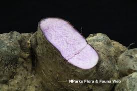 Image result for Dioscorea alata