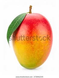 Image result for Mangifera