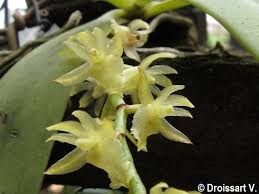 Image result for Diaphananthe sarcophylla