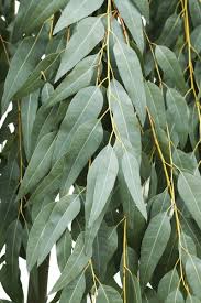 Image result for Eucalyptus camaldulensis