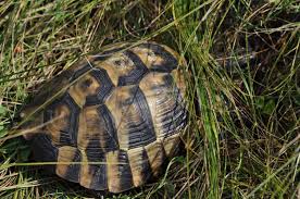 Pontus euxinus, studii şi cercetări, complexul muzeal de ştiinţe ale naturii. RezervaÈ›ia De Dune Marine Din Agigea Din ConstanÈ›a Planiada