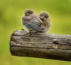 Baby Bird Identifier By Picture Fledglings Duo By Jeff Clow On 500px Animal Photography Bird Species Blue Bird