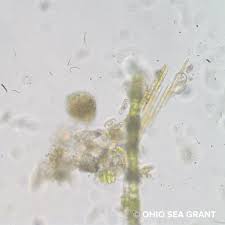 Image result for Entada bacillaris