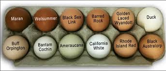 If You Ve Ever Wondered The Colour Of The Egg That Your Chicken Breed Lay Backyard Chickens Has The Backyard Chickens Eggs Chicken Breeds Egg Laying Chickens