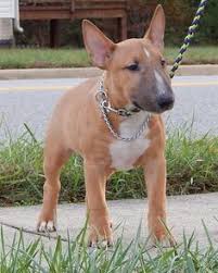 Image result for bulteriér