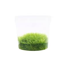 Image result for Utricularia formula