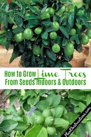 Apples and pears can also take quite a while to produce fruit (unless you graft onto them). How To Grow Lime Trees From Seeds Fruit Tree Garden Growing Lemon Trees Grow Fruit Indoors