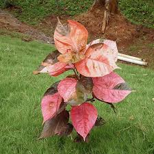 Image result for Acalypha