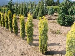 Taxus baccata is an evergreen tree growing to 15 m (49ft) by 10 m (32ft) at a slow rate. Pin On Garden And Yard