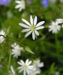 Image result for Stellaria