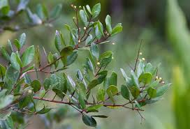 Image result for Corchorus saxatilis