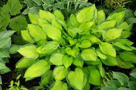 Most shade perennials do better in moist areas. 9 Best Shade Loving Perennials In Michigan