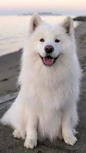 dogs and puppies for sale adelaide samoyed sevimli hayvan yavrulari kopek turleri
