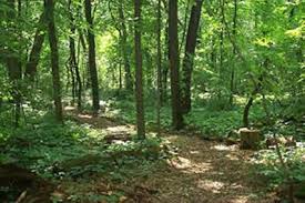 Smashing Image Woodland Garden Trail Lost In The Woods