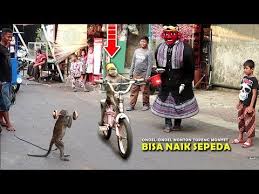  Ondel Ondel Nonton Topeng Monyet Lucub Sekali Funny Monkey Youtube Lucu Monyet Kuda
