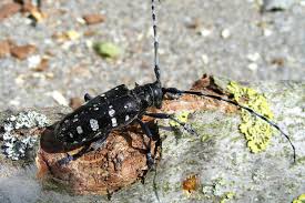 11 hrs · was tun gegen den invasiven japankäfer? Japankafer Eine Invasive Art Vor Der Schweizer Grenze Waldwissen Net