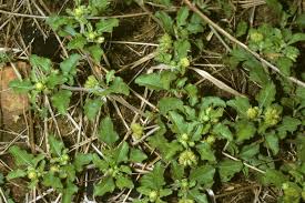 Image result for Acanthospermum australe