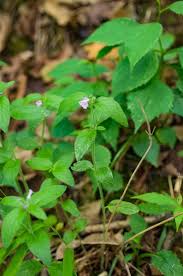 Image result for Clinopodium uhligii