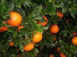Caracteristicas Del Cultivo Y Cosecha De La Naranja Tangelo Tvagro Por Manejo De Plagas Cosecha Jugo De Naranja