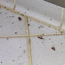 Five star pest control service. Cheap Pest Control Perth Always Pest Control