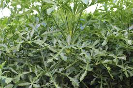 Image result for Cussonia spicata