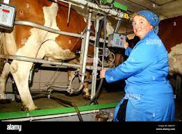 farmer woman with an automatic milking machine Stock Photo - Alamy
