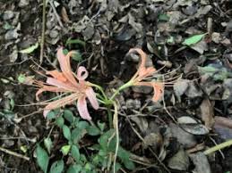 Image result for Ammocharis angolensis