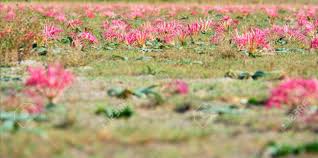 We did not find results for: Pink Wild Flowers At The Start Of The Rainy Season Liuwa Plains National Park Zambia Africa Stock Photo Picture And Royalty Free Image Image 30260364