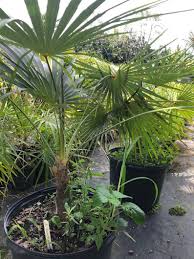 Image result for Coccothrinax