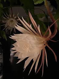 Image result for Ophrypetalum