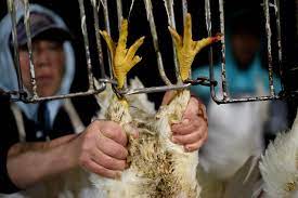 Pin On Animal Ag Effects On Human Environmental Health