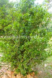Image result for Synsepalum