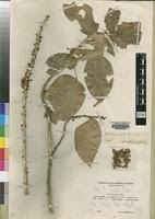 Image result for Cola clavata