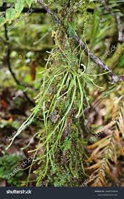 Image result for Taeniophyllum