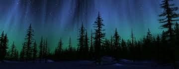 Pine Trees At Night Image Of Northern Lights Over Pine Trees Created By Lisa C Ladydove Northern Lights Wallpaper Night Forest Northern Lights