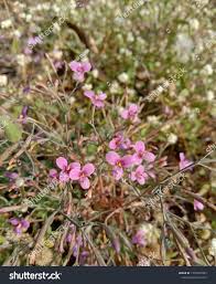 Image result for Canscora diffusa