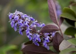 Image result for Vitex franceseana