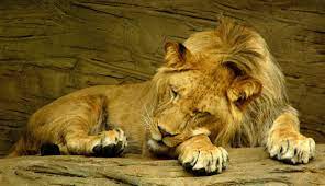 Lion Hd Wallpapers 1080p Windows Lion Facts Sleeping Lion Lion Facts For Kids