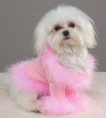 Sweater Dog Pet Clothes Dog Clothes Dog Sweaters
